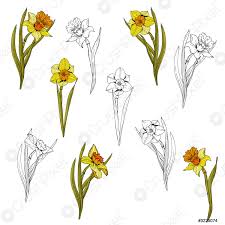 Check spelling or type a new query. Fiore Modello Senza Cuciture Realistico Dettagliato Disegno Botanico Disegno Disegno Vettore Stock Crushpixel