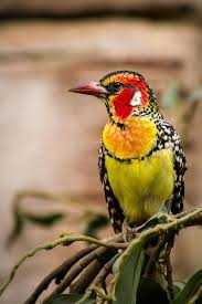 Birds That Start With J Pin On Bird Families I J K L