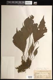 Image result for Antrophyum mannianum