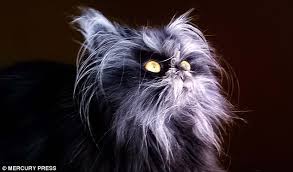 Check spelling or type a new query. Cat Has Rare Werewolf Syndrome Which Causes Its Hair To Grow Out Of Control Daily Mail Online