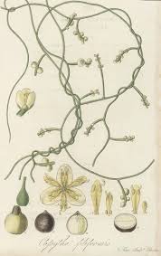 Image result for Cassytha filiformis