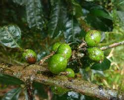 Image result for Xymalos monospora