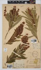 Image result for Brachylaena huillensis