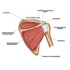 About eight shoulder muscles attach to the. Mr Paul Jarrett Shoulder Anatomy Murdoch Orthopaedic Clinic