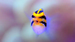 Several geographical variations exist and they are mimicked by another blenny petroscirtes breviceps. First Fish The Striped Blenny Meiacanthus Grammistes Youtube