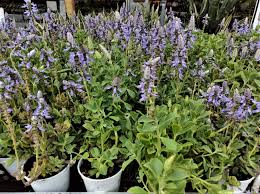 Image result for Coleus caninus