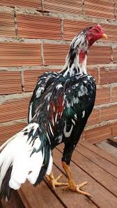 200+ gambar lucu bikin ngakak yang konyol dan gokil abis update terbaru 2018. 67 Ayam Roosters Ideas Chicken Breeds Game Fowl Rooster