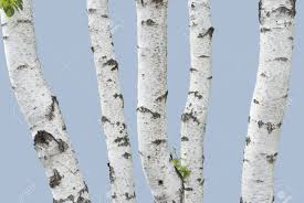 Prompt accurate cutting, delivery direct to your door. Birch Trunks Isolated On Low Saturated Blue Background Stock Photo Picture And Royalty Free Image Image 9722945