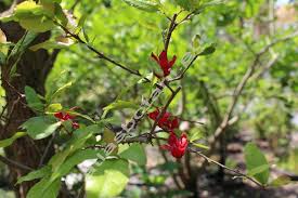 Image result for Ochna atropurpurea