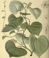 Image result for Tinospora tenera
