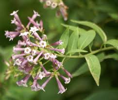 Image result for Cestrum × cultum