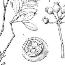 Image result for Warneckea cordiformis