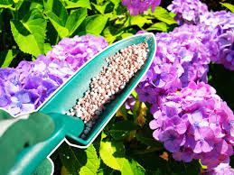 Check spelling or type a new query. 5 Best Fertilizers For Hydrangea Plants Plant Index