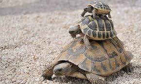 Maybe you would like to learn more about one of these? Vida Para Las Tortugas Posts Facebook