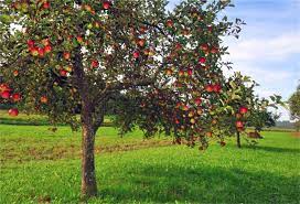 No reviews of apple tree rustic campsite yet. Amazon Com Lfeey 9x6ft Fall Orchard Apple Tree Background Rustic Scenery Photography Backdrop Countryside Garden Meadow Autumn Harvest Photo Studio Props Thanksgiving Holiday Party Decoration Vinyl Banner Camera Photo