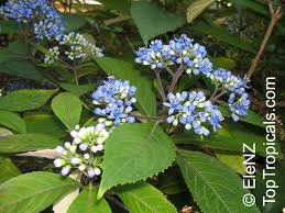 Image result for Hyparrhenia dichroa