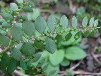 Image result for Phyllanthus tenellus