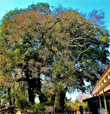 Image result for Xymalos monospora