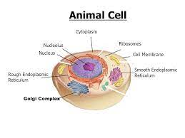 What colour is the nucleus in an animal cell. Parts Of The Cell Go To Section Animal Cell Nucleus Nucleolus Cell Membrane Cytoplasm Ppt Download
