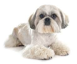 We did not find results for: The Best Dog Food For Shih Tzus 2021 Dog Food Advisor