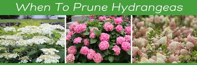 If you are lucky enough to have hydrangeas blooming in your garden, i hope you cut a few and try out this method. Hydrangea Pruning On Your Mind National Garden Bureau