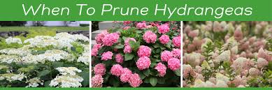 After the blooms have graced your garden for several weeks the petals will start to feel papery and shift in color. Hydrangea Pruning On Your Mind National Garden Bureau