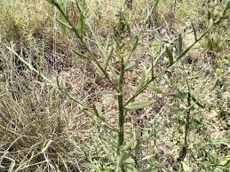 Image result for Helichrysum stenopterum