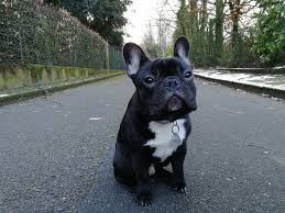 Ist die französische bulldogge nach einigen monaten erst einmal ausgewachsen, älter und hat sich schon bestimmte marotten angewöhnt, ist es. Bentley Bloggt Teil 5 Eine Franzosische Bulldogge Hat Fruhlingsgefuhle Atomlabor Blog Dein Lifestyle Blog