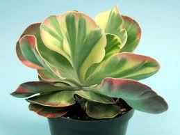 Kalanchoe Luciae Fantastic Variegated Paddle Plant World Of Succulents Paddle Plant Succulents Plants