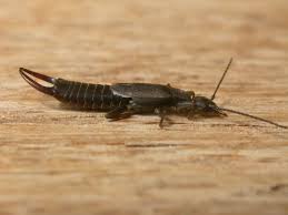 Image result for Lefebvrea longipedicellata