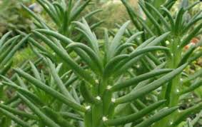 Eve's needle cactus, christmas tree cactus, opuntia subulata, austrocylindropuntia subulata f. Eve S Needle Cactus World Of Succulents