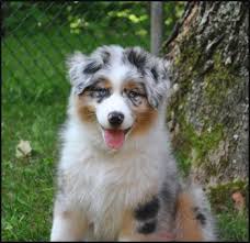 Nyah jagodowe bory x braitas baltasis slenis 11/2020. Pin On Dawgs