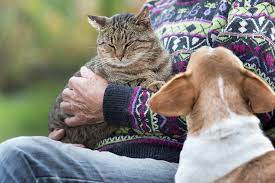 Jealous Pets What To Look For And How To Respond 2 Paws Up Inc Pet Sitting Dog Walking And Dog Training