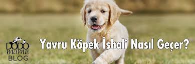 Yavru Kopek Ishali Nasil Gecer