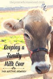 Owning A Family Milk Cow Your Questions Answered