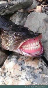 If Fishes Had Human Teeth Funsubstance Stupid Memes Funny Pictures Funny Memes