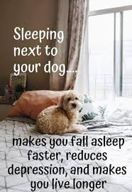 Pin By Katlin Brown On Doggies Dogs How To Fall Asleep Dog Quotes