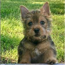 The norwich terrier originated in great britain in the 19th century. Elfin Norwich Terriers Elfinnorwich Twitter
