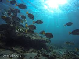 Snorkeling At Three Tables Beach Oahu Oahu Things To Do Oahu Snorkeling Oahu