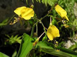 Image result for Aneilema aequinoctiale