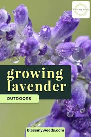 Growing Lavender Easy Tips For Garden Container Gardening Landscape Bless My Weeds Growing Lavender Flower Care Lavender