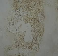 Wie alle anderen schimmelarten auch bevorzugt er vor allem feuchtwarme. Ist Das Gelber Schimmel Wohnung