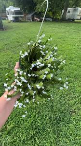 Image result for Platycoryne mediocris