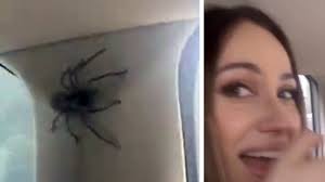 Jun 20, 2021 · bei den spinnen soll es sich hauptsächlich um sogenannte vagabundspinnen handeln. Australien Riesige Spinne Lost Panikattacke Bei Autofahrerin Aus Stern De