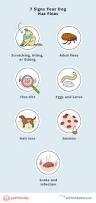 Image result for flea bites