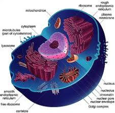 All animals, including you and i, are made of the same basic building block called the animal cell. 15 Cell Structure Ideas Cell Structure Cell Animal Cell