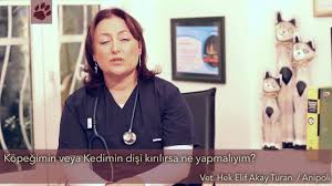 Kopegimin Veya Kedimin Disi Kirilirsa Ne Yapmaliyim Youtube