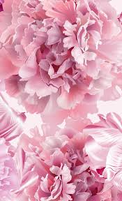 Peony flower mural wallpaper, black and white, watercolor peony extra large wall art, peel and stick wall mural. Pink Peonies Window Curtains Pink Wallpaper Iphone Flower Phone Wallpaper Peony Wallpaper