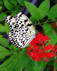 Black And White Butterfly Meaning Black And White Butterfly Blackandwhiteinsectphotography Beautiful Butterfly Pictures Beautiful Butterflies White Butterfly