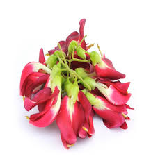 Image result for Sesbania quadrata